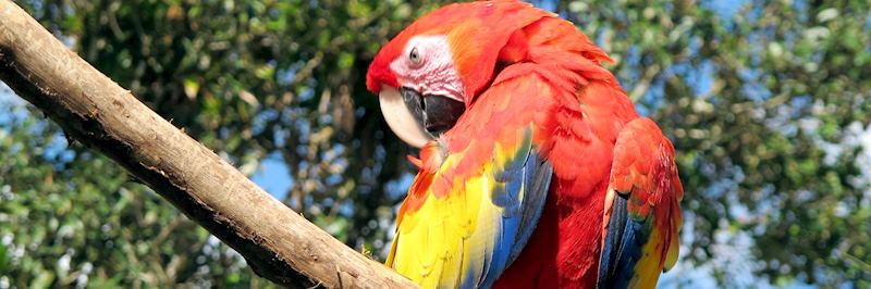 Scarlet macaw in Corcovado National Park