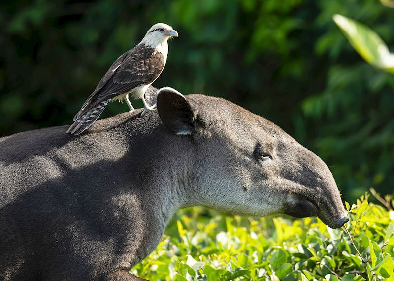 Tapir, Corcovado National Park