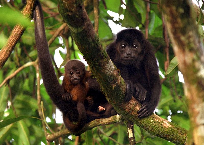 Howler monkeys, Tortuguero National Park
