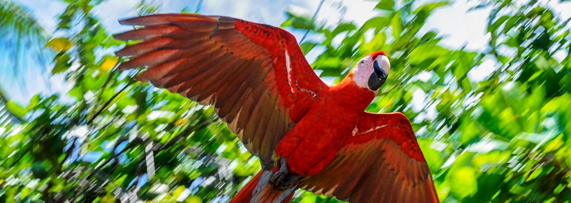 Scarlet macaw, Corcovado National Park