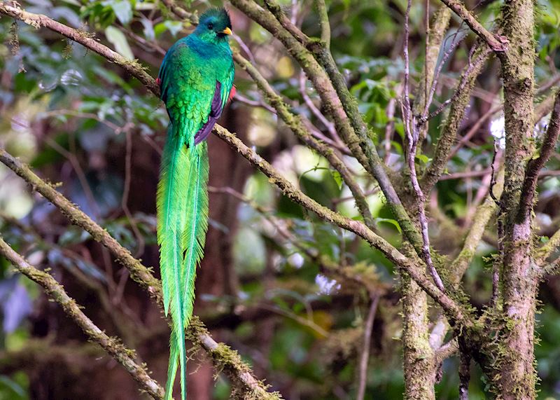 Resplendent quetzal, Monteverde