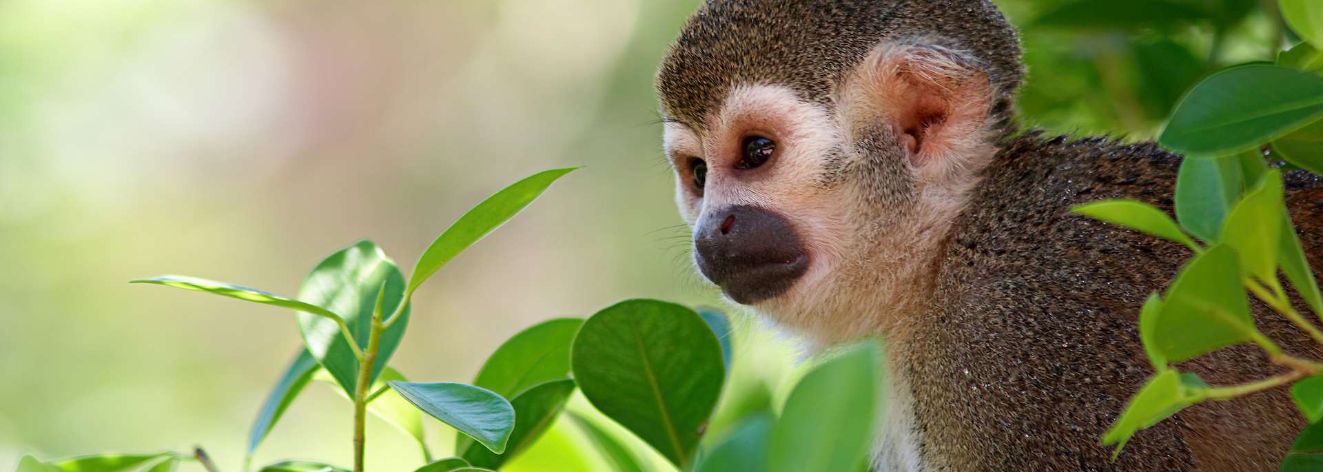 Squirrel monkey