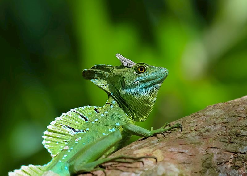 Emerald basilisk lizard