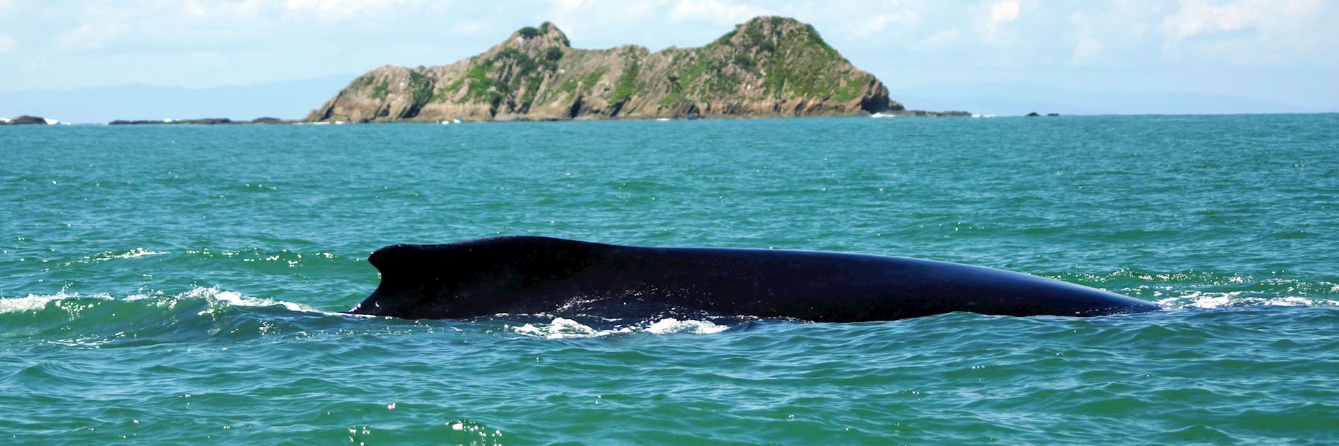 Humpback whale