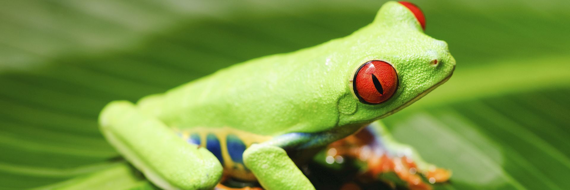 Red eyed tree frog