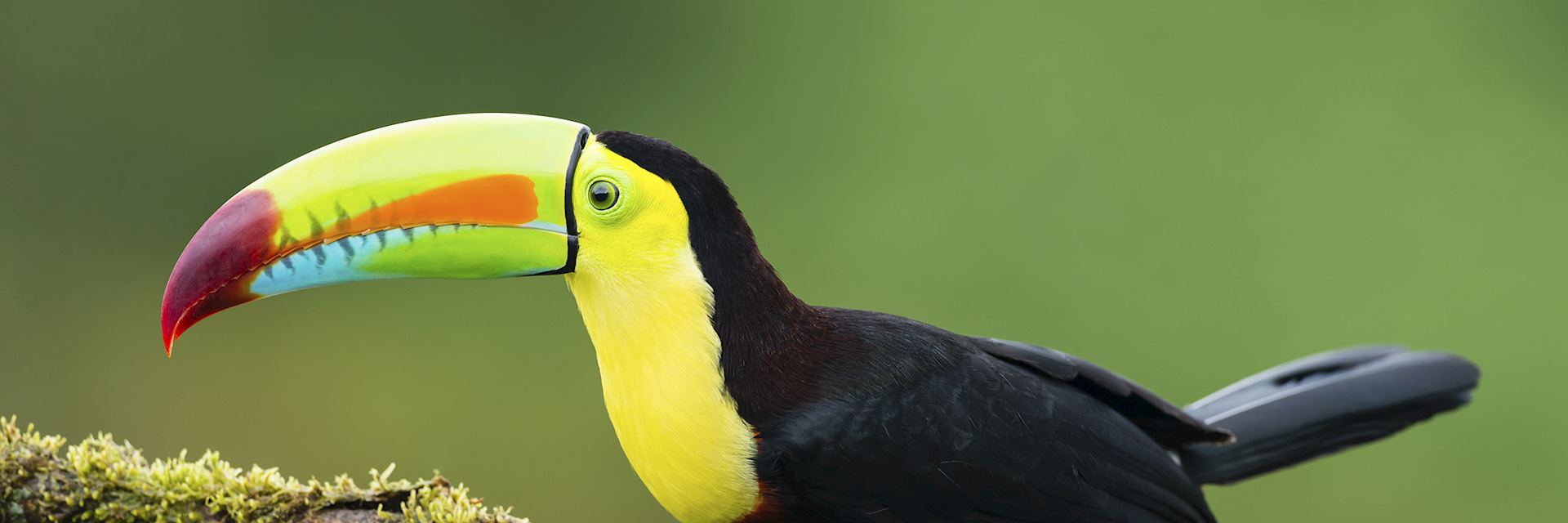 Costa Rica Toucan