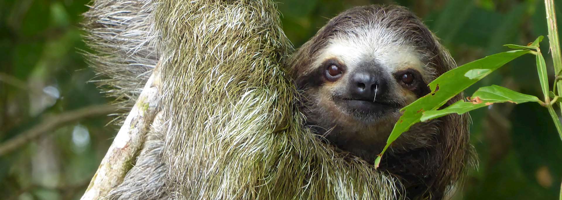 Sloth in Tortuguero National Park