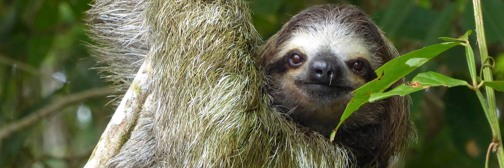 Sloth in Tortuguero National Park