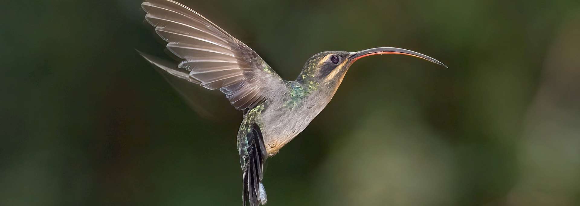 Hummingbird, Costa Rica