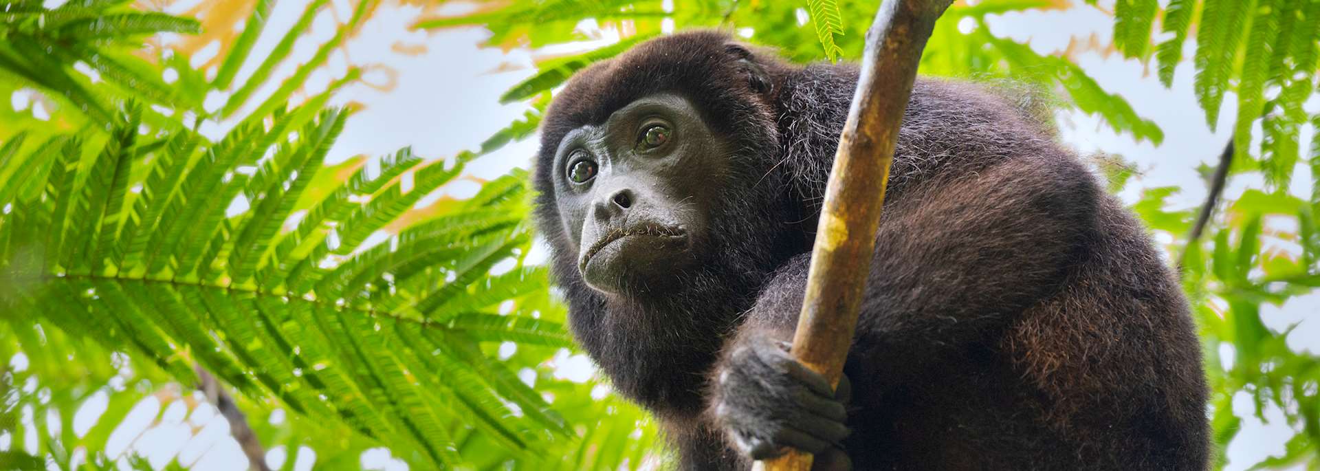 Mantled howler monkey, Tortuguero National Park, Costa Rica