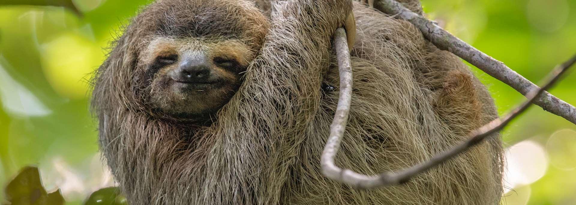 Three-toed sloth, Costa Rica