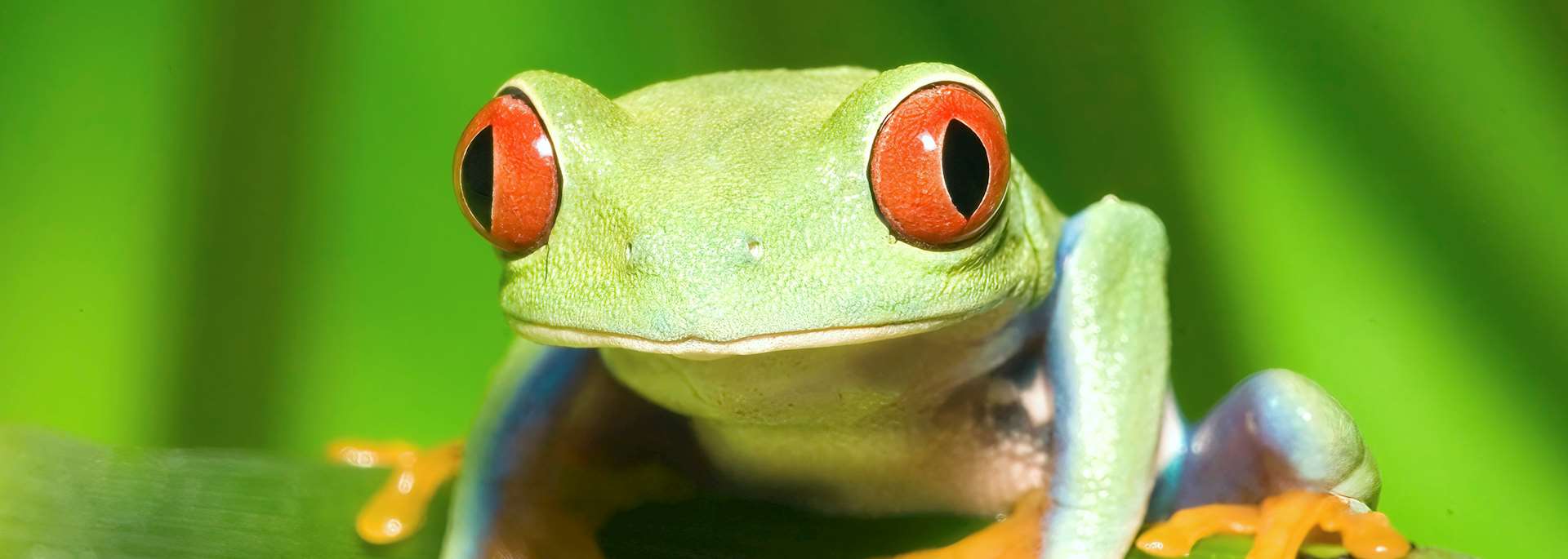 Red-eyed tree frog, Costa Rica