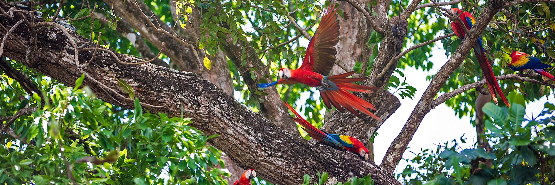 Scarlet macaws in Costa Rica