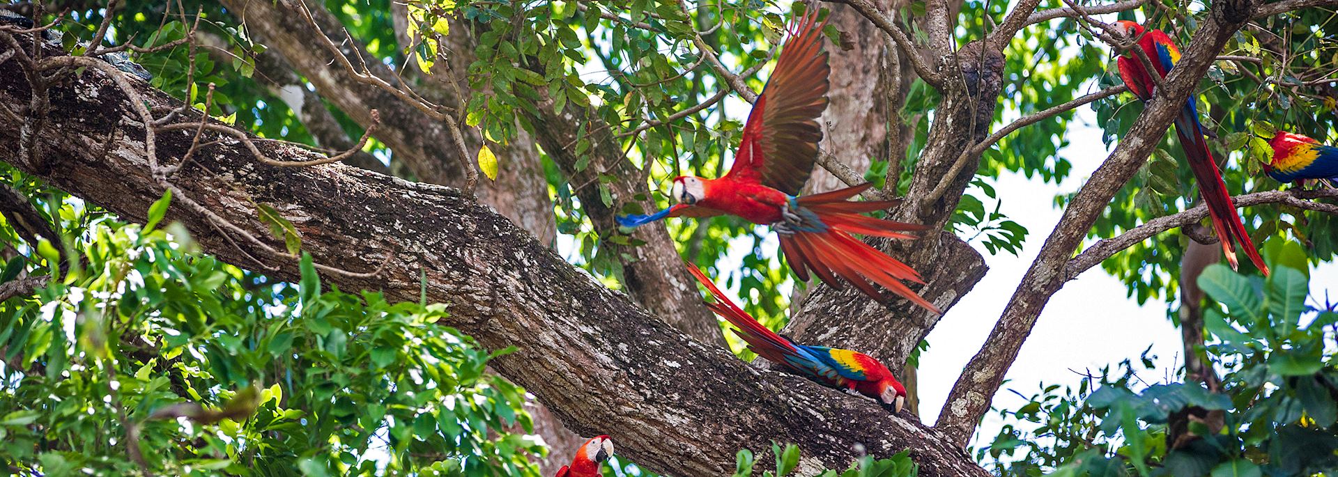 Scarlet macaws in Costa Rica
