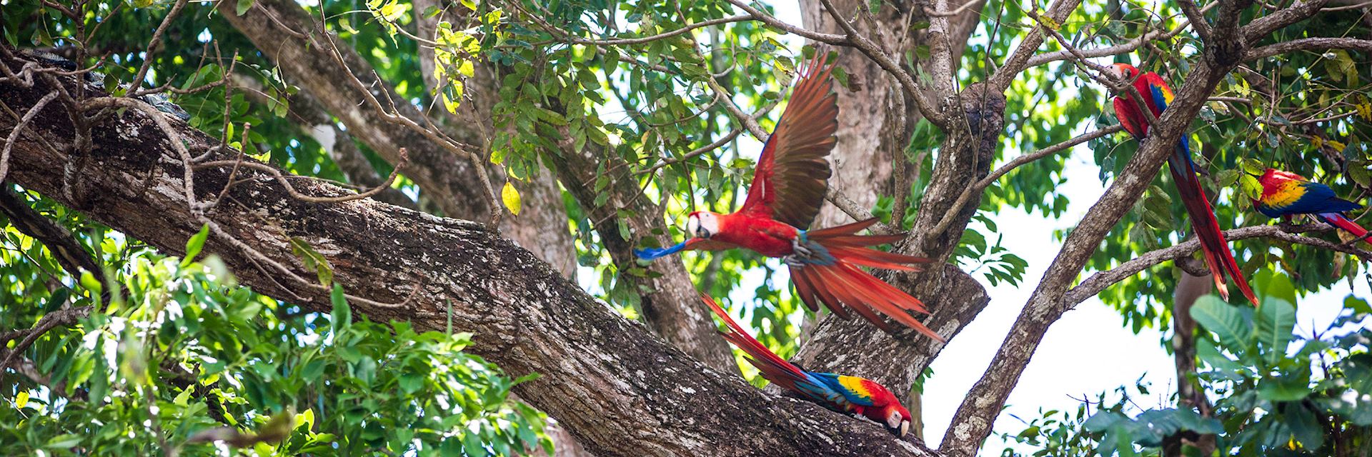 Scarlet macaws in Costa Rica
