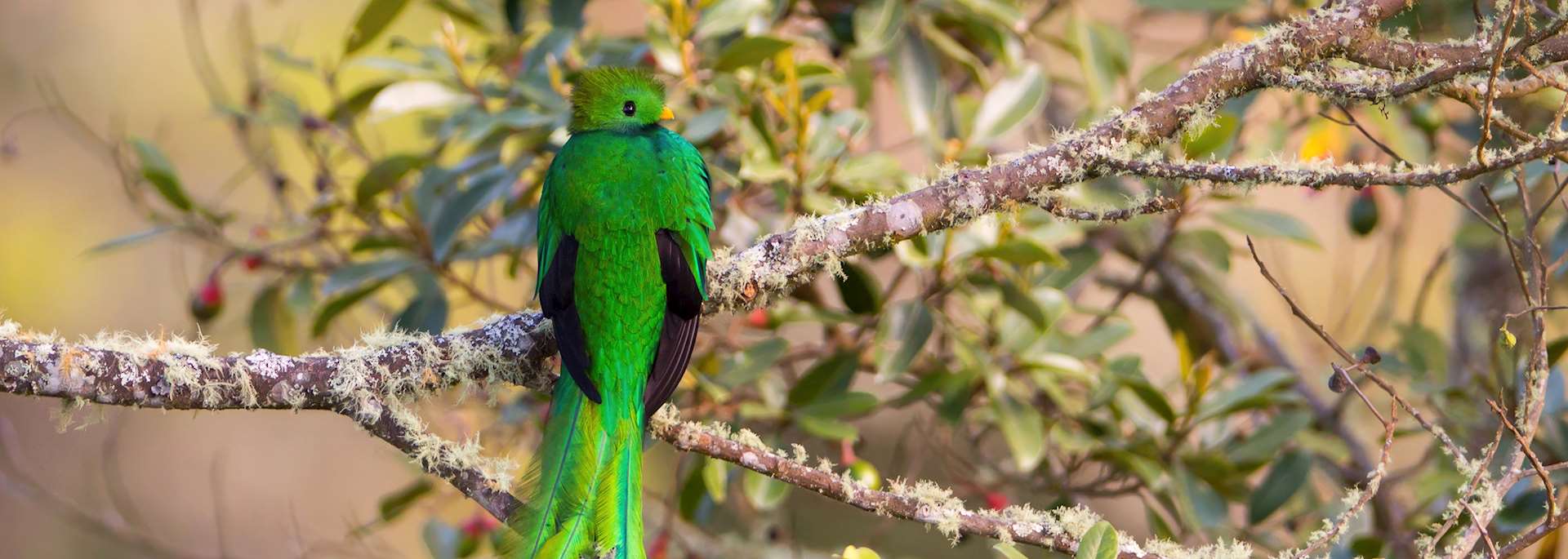 Resplendent quetzal in San Gerardo de Dota