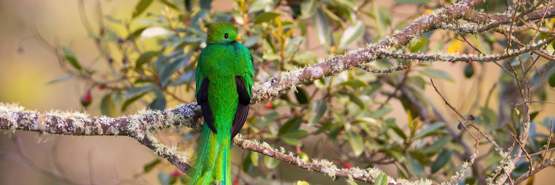 The Resplendent Quetzal in San Gerardo de Dota