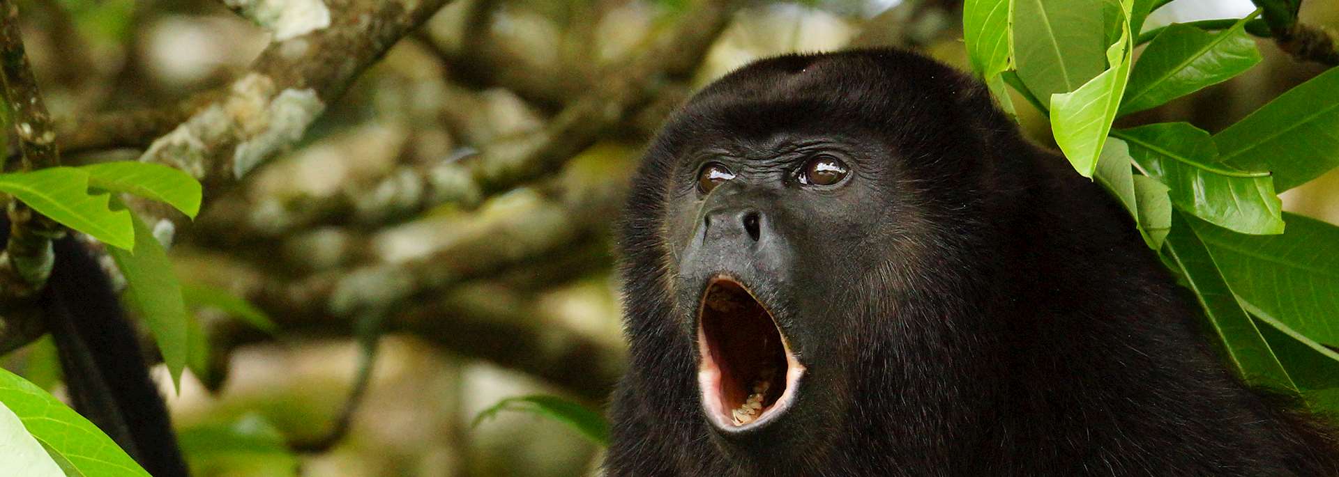 Golden-mantled howler, Caño Negro
