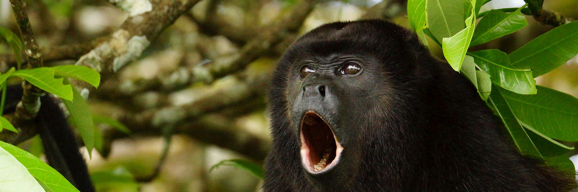 Golden-mantled howler, Caño Negro