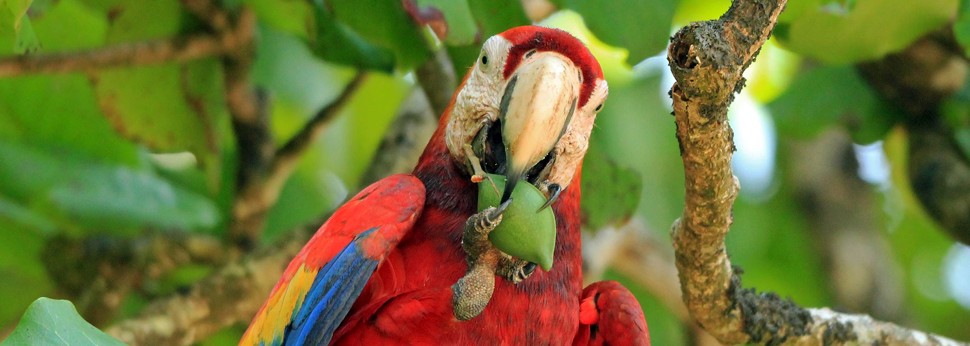 Scarlet macaw, Corcovado National Park