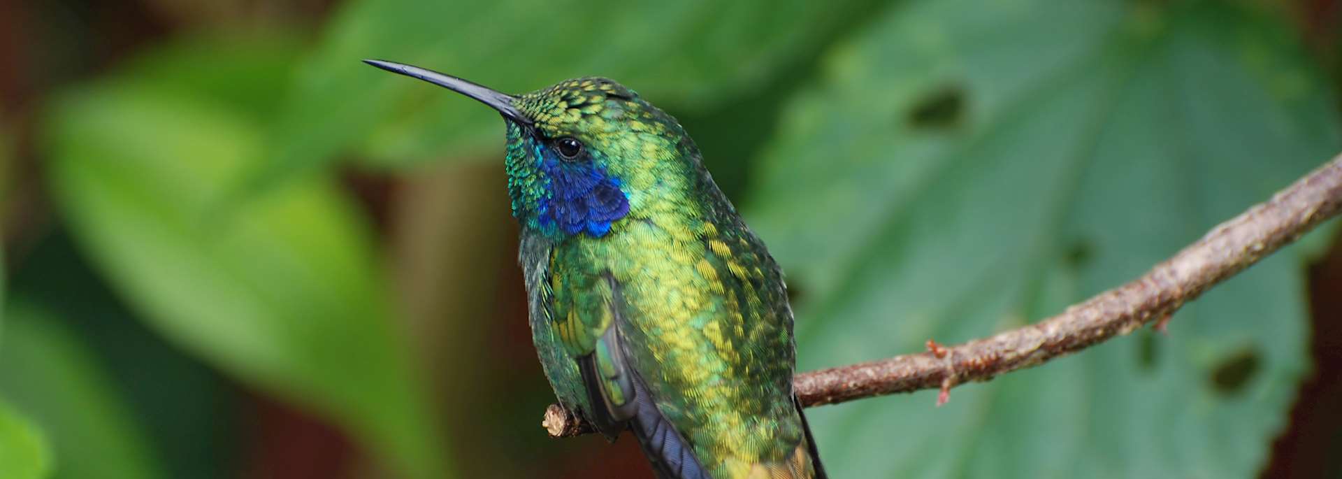 Hummingbird in Monteverde Cloud Forest Reserve