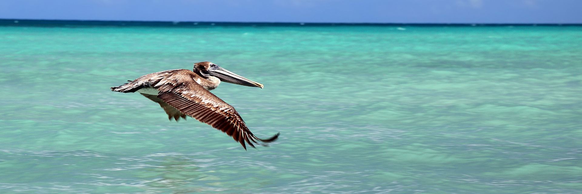 Pelican swooping over Varadero beach, Cuba