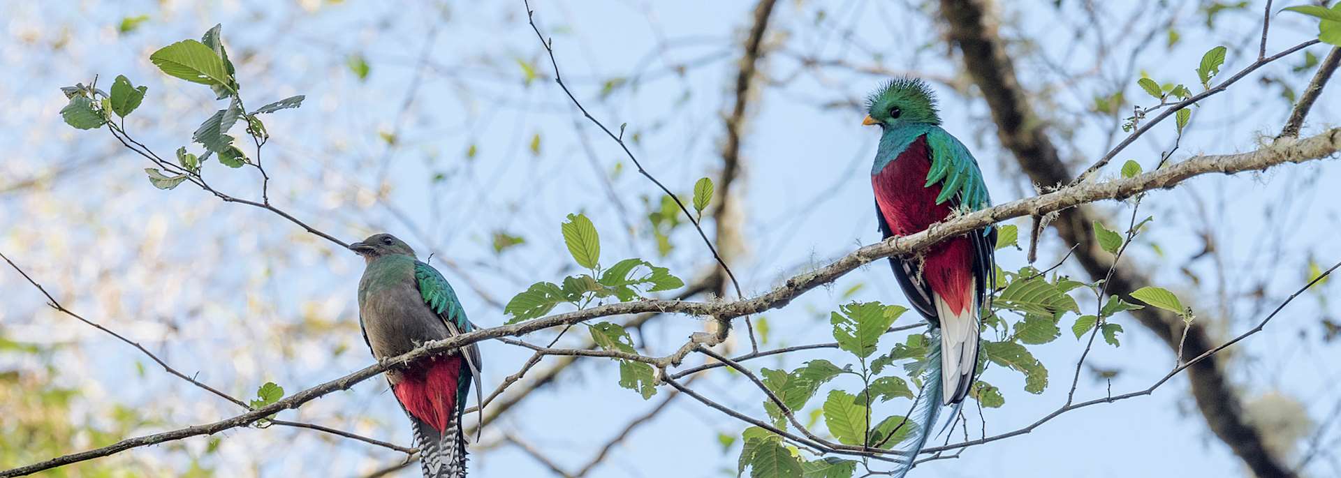 The elusive quetzal
