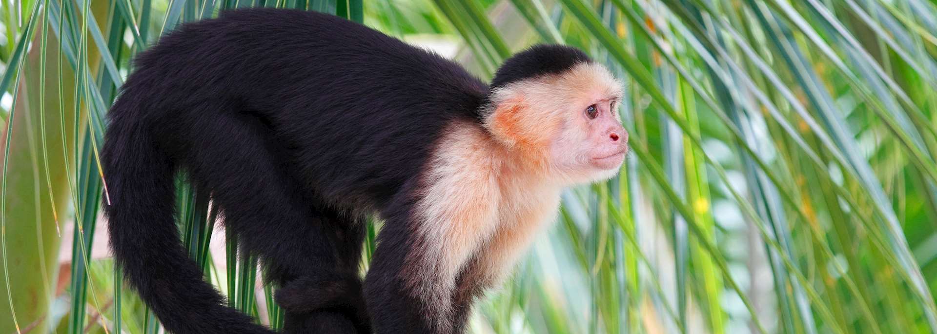 White-faced capuchin, Pico Bonito National Park