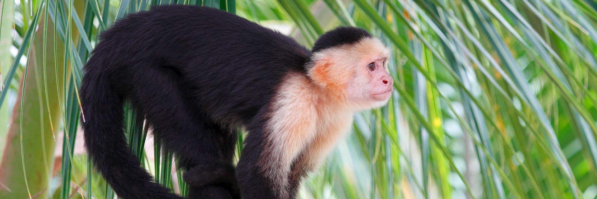White-faced capuchin, Pico Bonito National Park