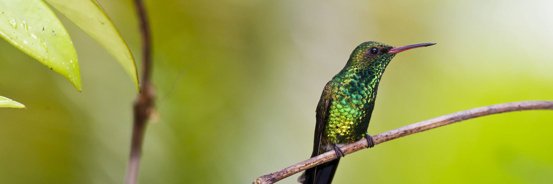 Canivet's emerald hummingbird