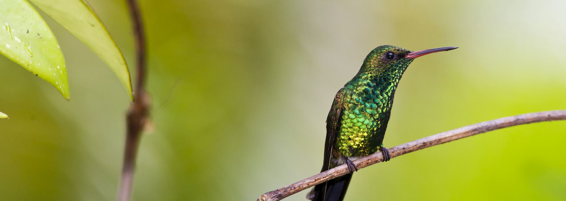 Canivet's emerald hummingbird