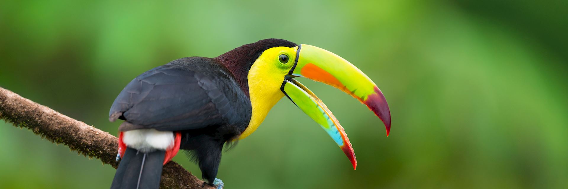 Keel-billed toucan