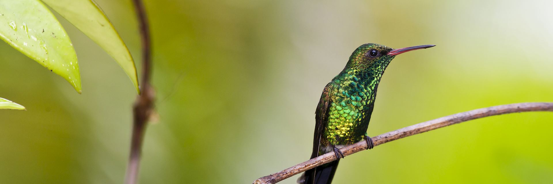 Canivets emerald Hummingbird