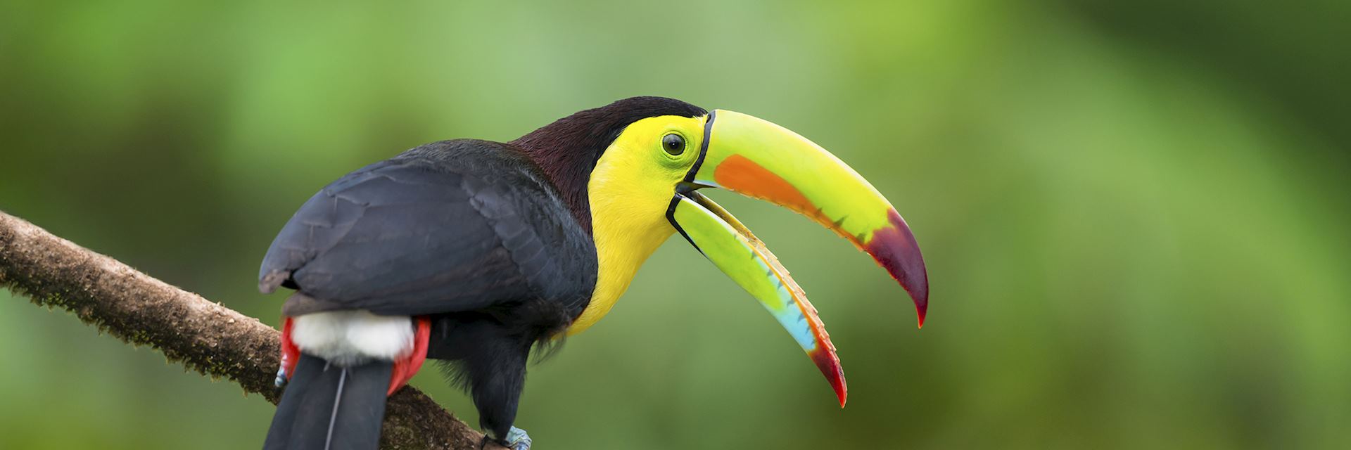 Keel billed toucan