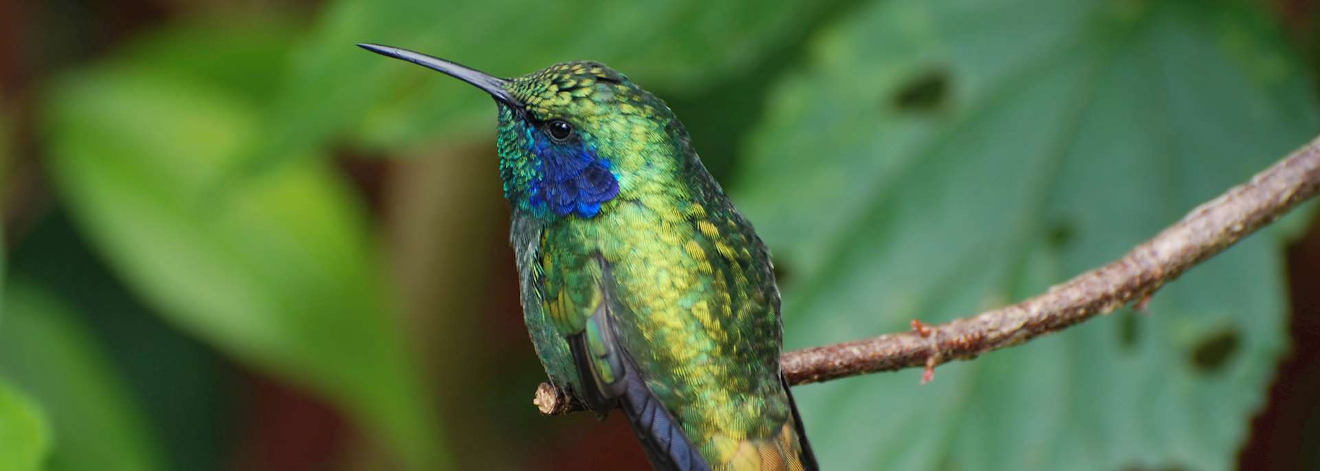Hummingbird, Monteverde Cloudforest Reserve, Costa Rica