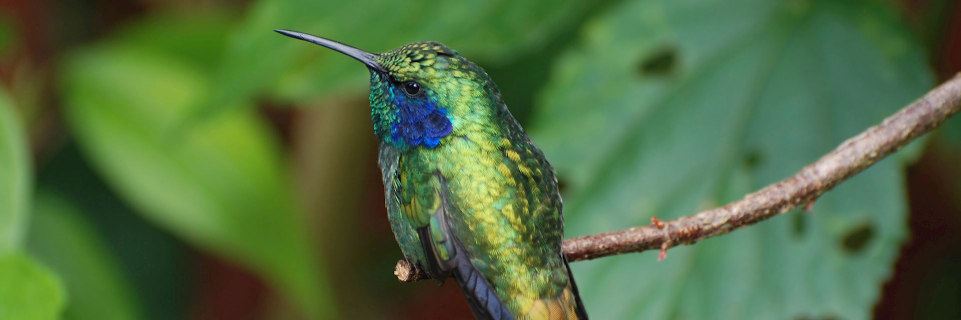 Hummingbird, Monteverde Cloudforest Reserve, Costa Rica