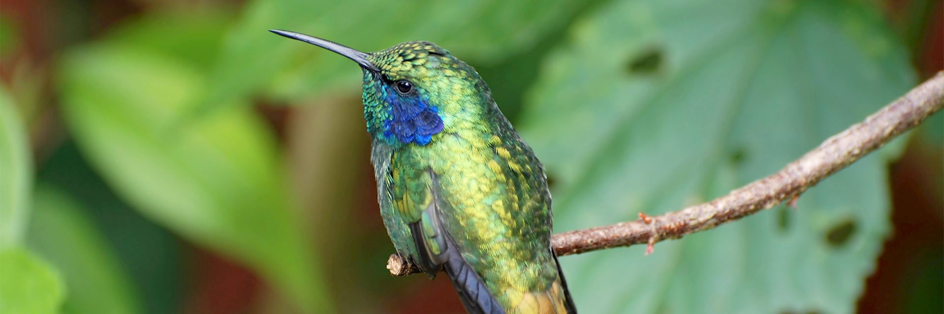 Hummingbird, Monteverde Cloudforest Reserve, Costa Rica