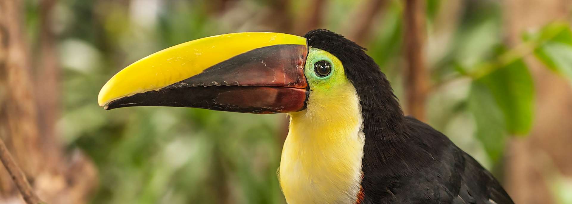 Chestnut Mandibled Toucan, Costa Rica