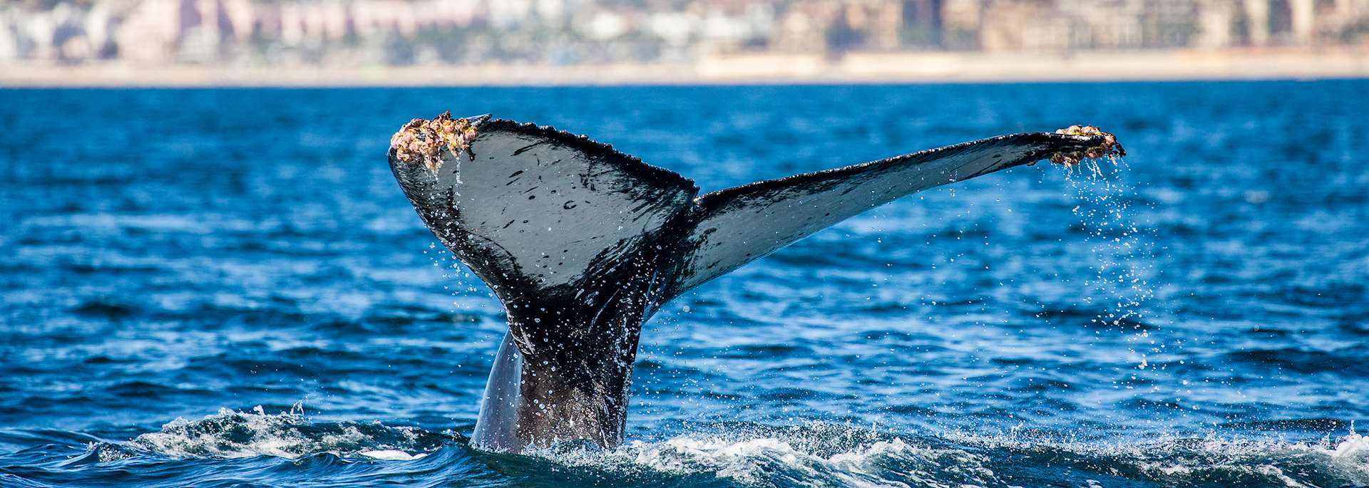 Humpback whale, Baja California