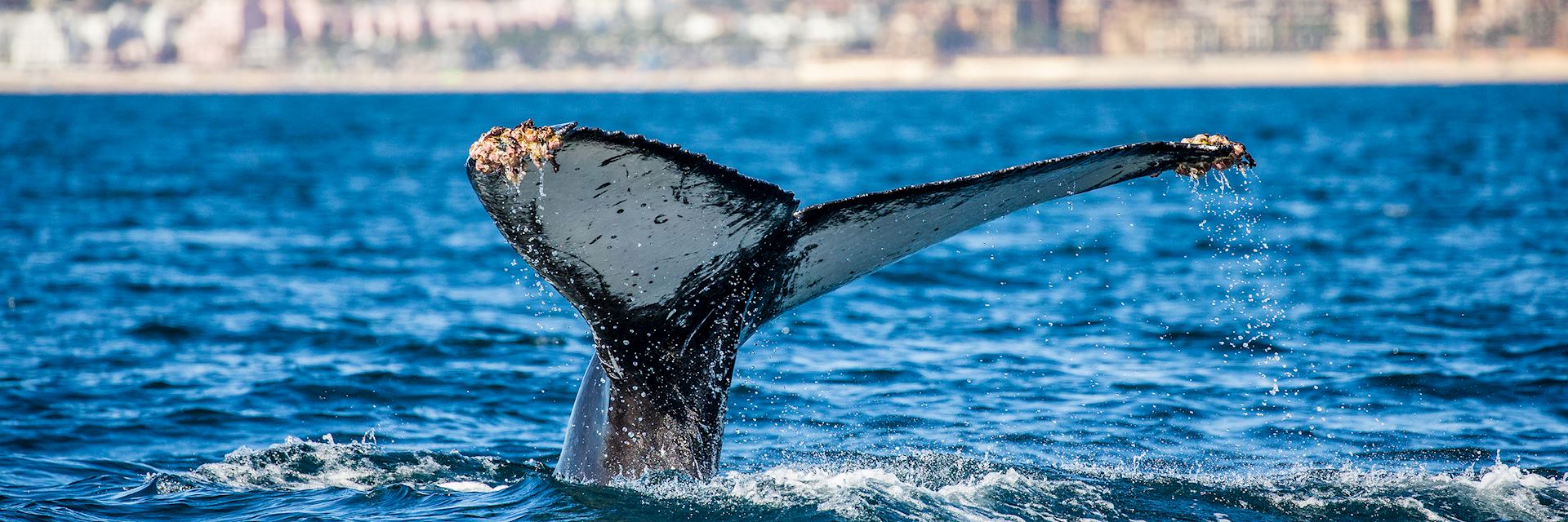 Humpback whale, Baja California