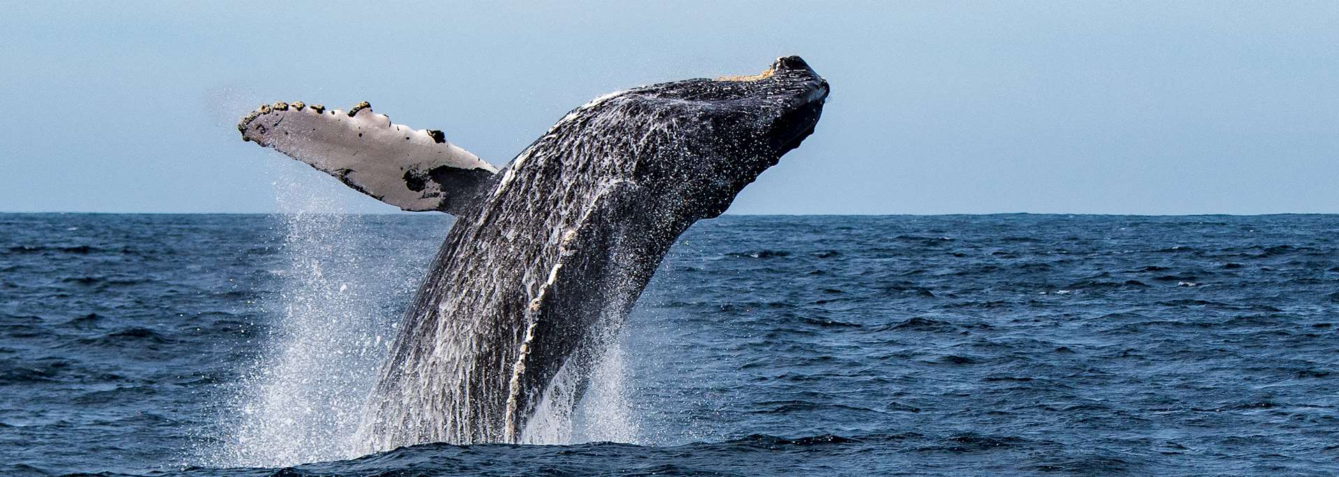 Humpback whale in the Sea of Cortez
