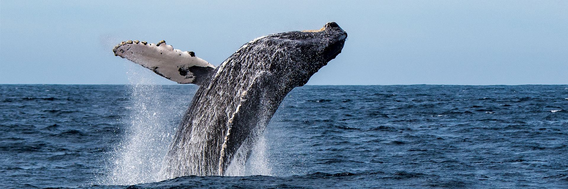 Humpback whale in the Sea of Cortez