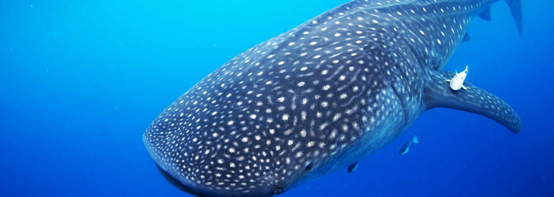 Whale shark
