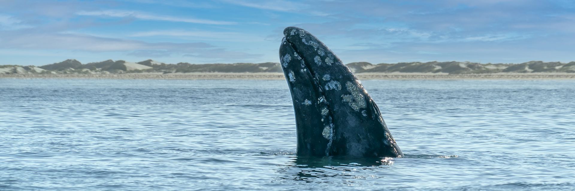 Grey whale, Magdalena Bay