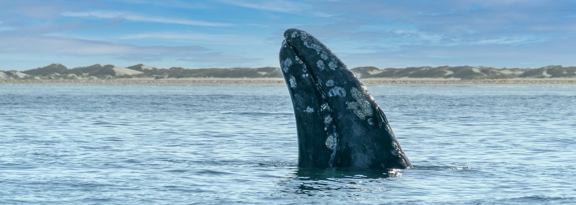 Grey whale, Magdalena Bay