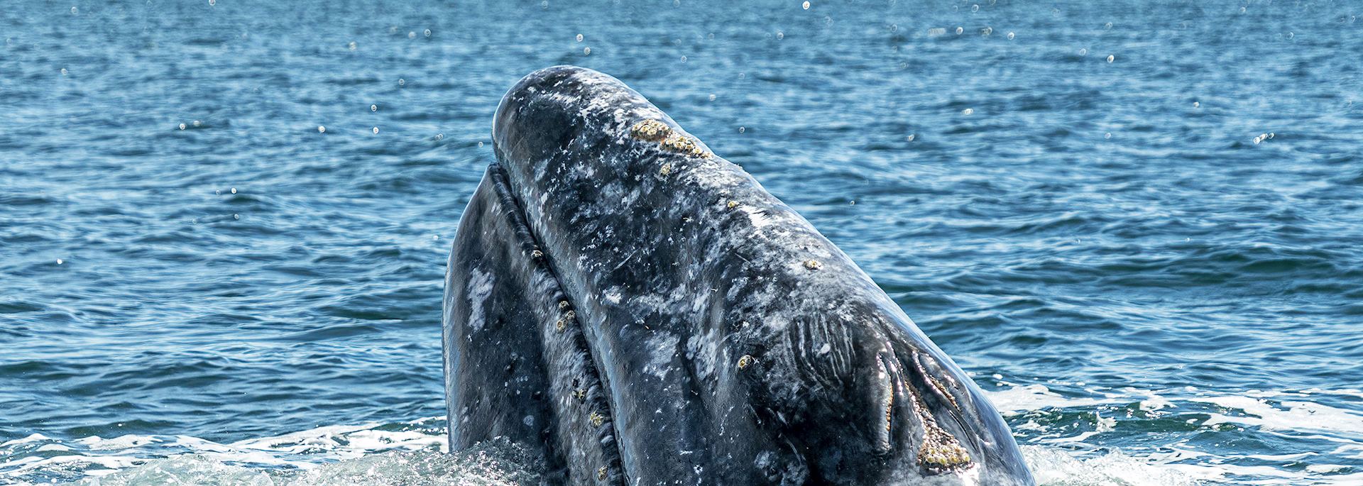 Grey whale in Magdalena Bay