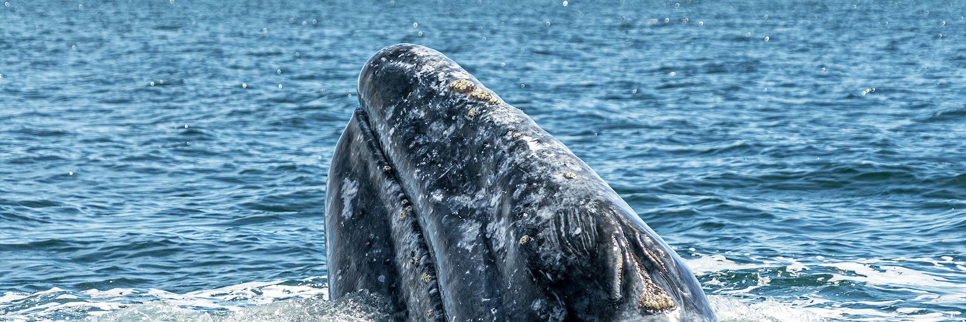 Grey whale in Magdalena Bay