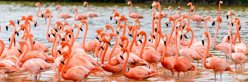 Pink flamingos