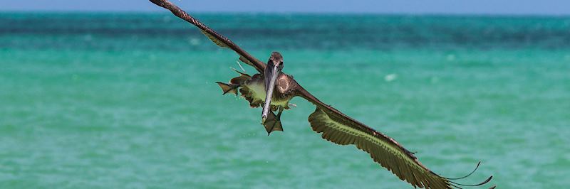 Swooping pelican, Isla Holbox