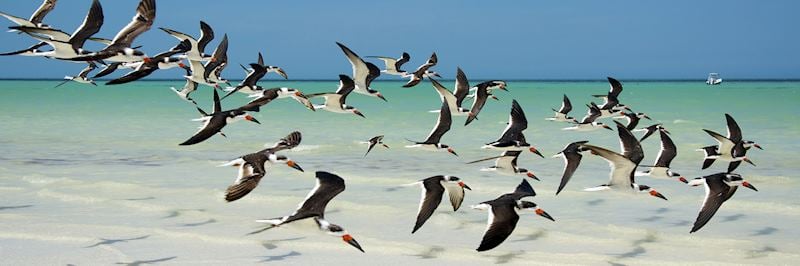 Pelicans, Isla Holbox